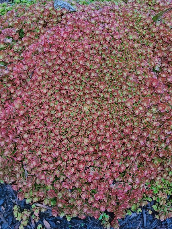 Sedum 'coral Reef' - View 15 from www redcrocus com