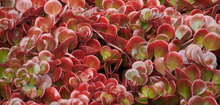 Sedum 'coral Reef' - View 17 from www redcrocus com