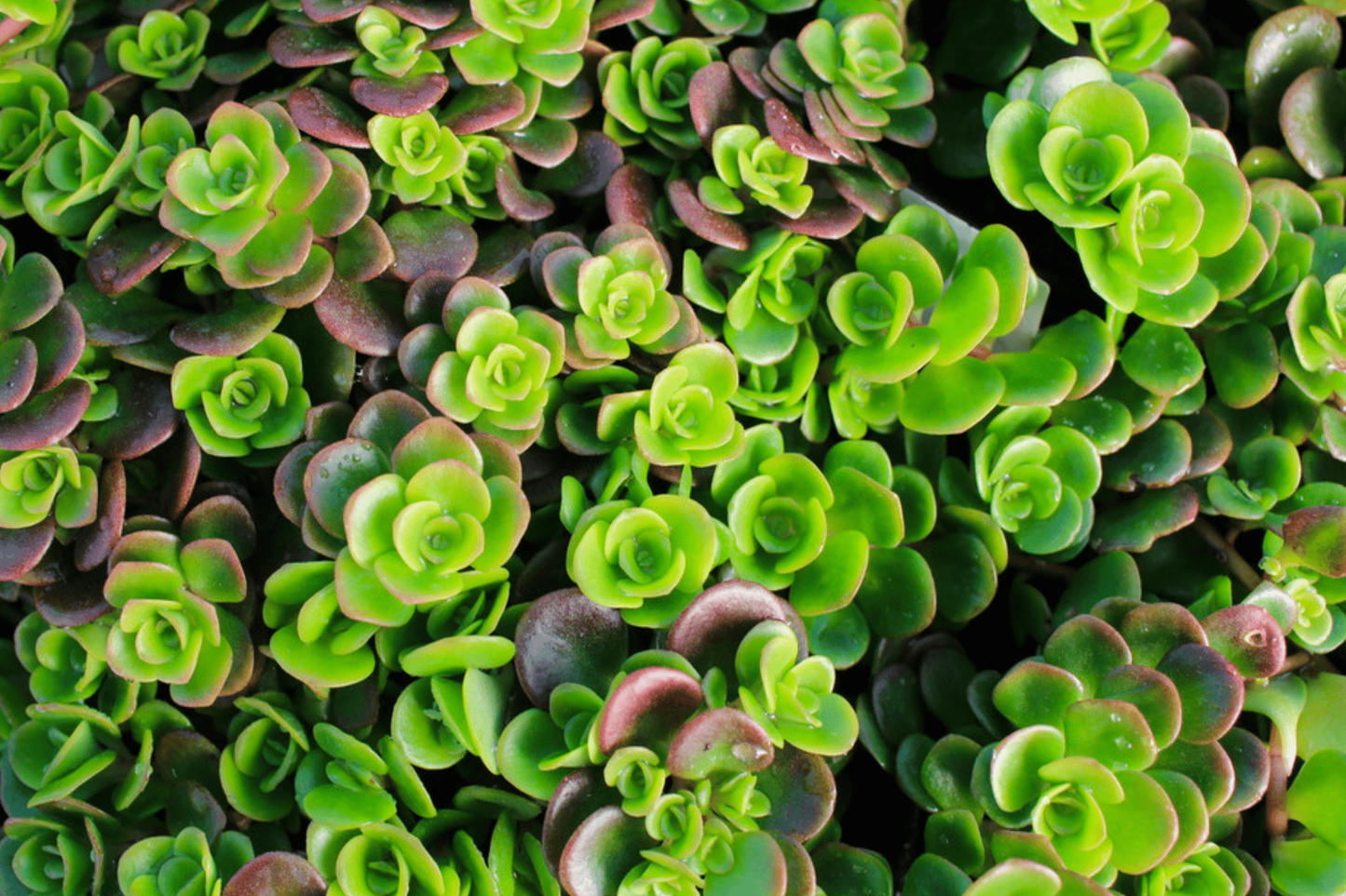 Sedum 'coral Reef' - View 18 from www redcrocus com