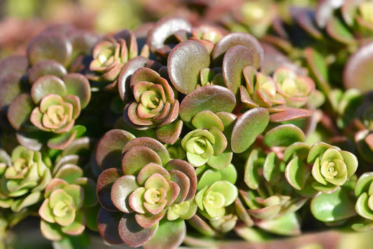Sedum 'coral Reef' - View 1 from www redcrocus com