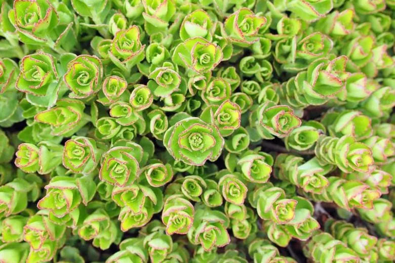 Sedum 'coral Reef' - View 5 from www redcrocus com