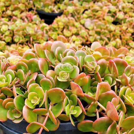 Sedum 'coral Reef' - View 6 from www redcrocus com