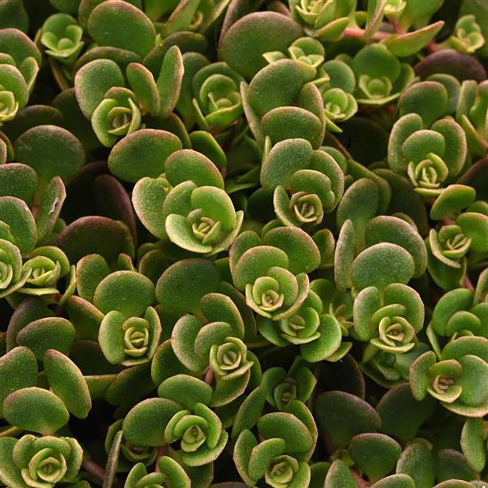 Sedum 'coral Reef' - View 8 from www redcrocus com