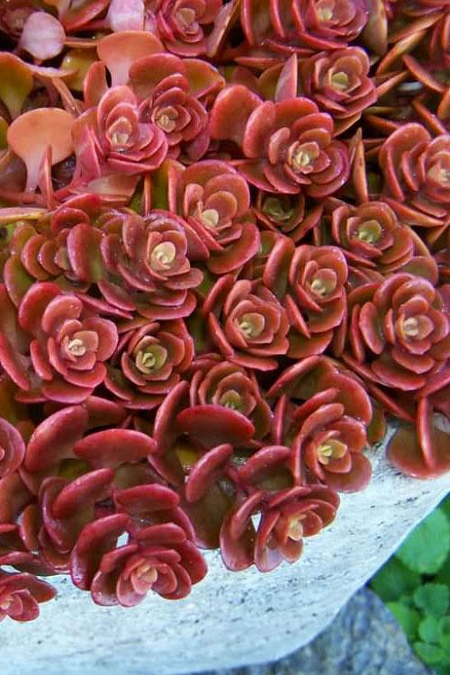 Sedum 'coral Reef' - View 9 from www redcrocus com