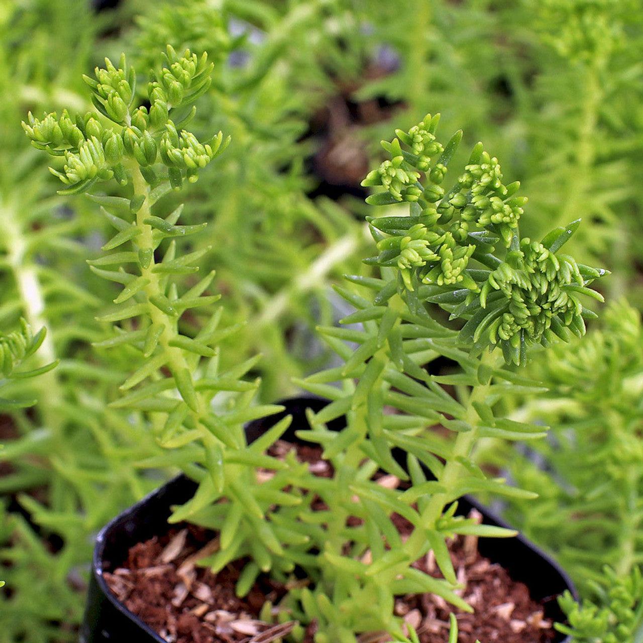 Sedum Mexicanum 'lemon Ball' - View 12 from www redcrocus com