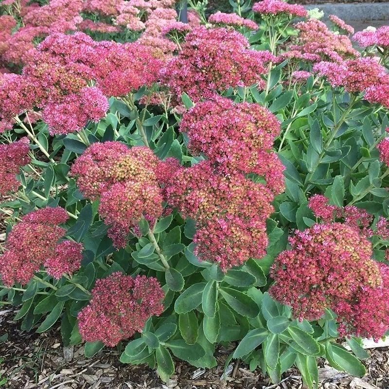 Sedum Spectabile 'autumn Fire' - View 10 from www redcrocus com