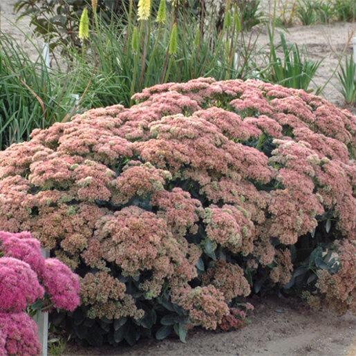 Sedum Spectabile 'autumn Fire' - View 11 from www redcrocus com