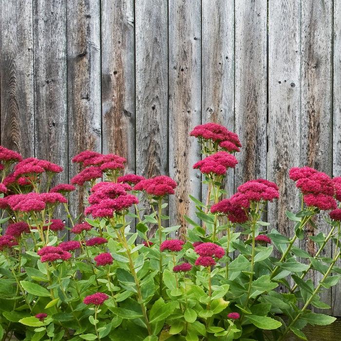 Sedum Spectabile 'autumn Fire' - View 15 from www redcrocus com