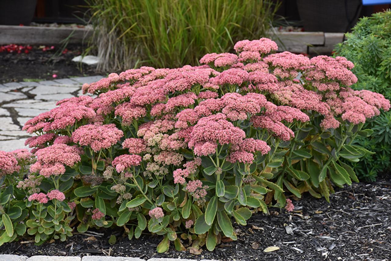 Sedum Spectabile 'autumn Fire' - View 2 from www redcrocus com