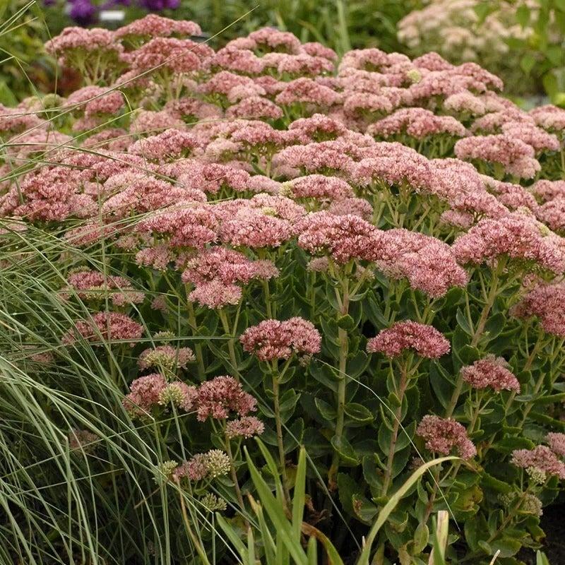 Sedum Spectabile 'autumn Fire' - View 3 from www redcrocus com