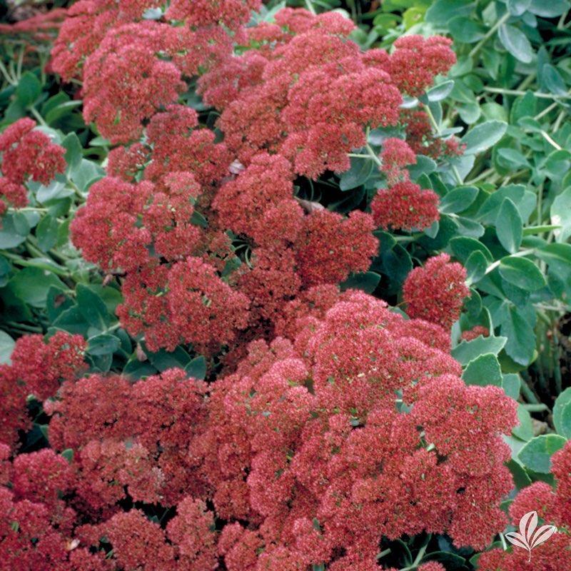 Sedum Spectabile 'autumn Fire' - View 5 from www redcrocus com