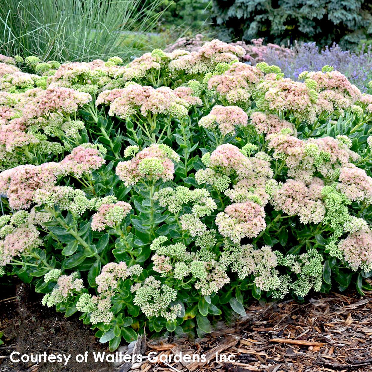 Sedum Spectabile 'autumn Fire' - View 8 from www redcrocus com
