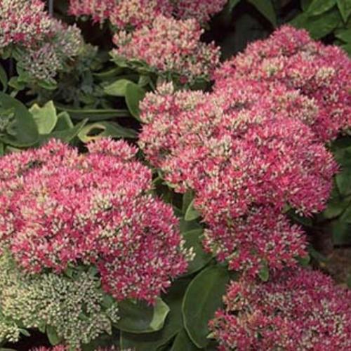 Sedum Spectabile 'autumn Fire' - View 9 from www redcrocus com