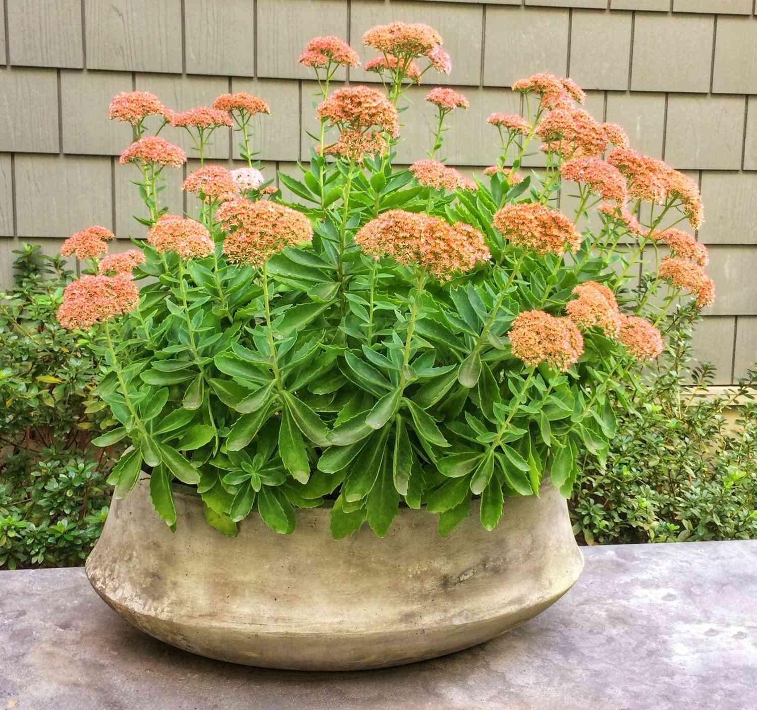 Sedum Spectabile 'autumn Joy' - View 10 from www redcrocus com