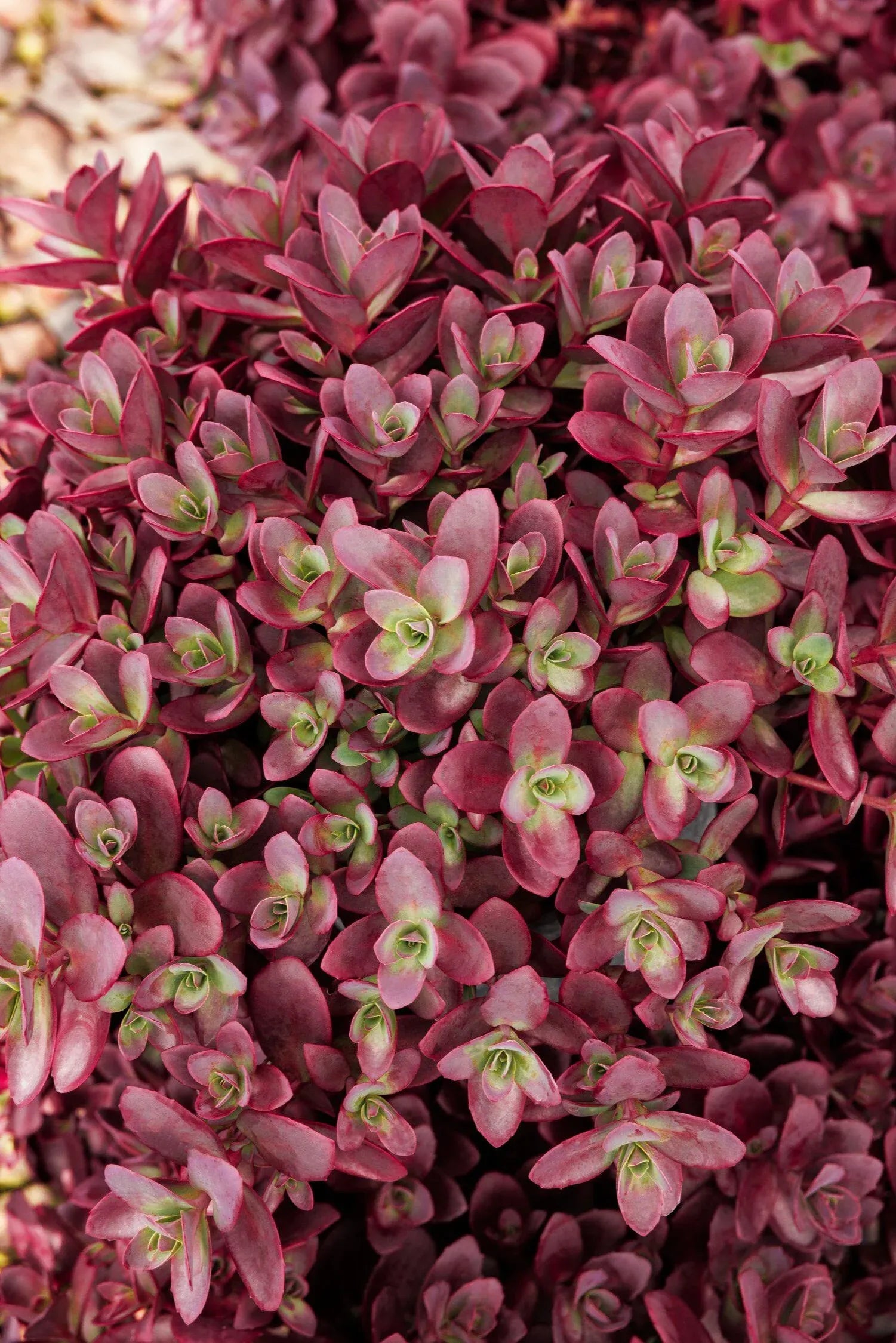 Sedum 'sunsparkler Firecracker' - View 2 from www redcrocus com