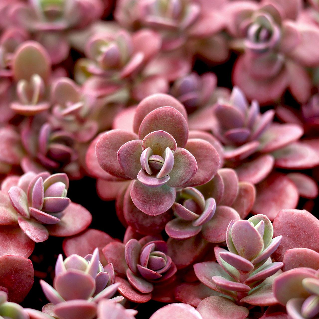 Sedum 'sunsparkler Firecracker' - View 5 from www redcrocus com