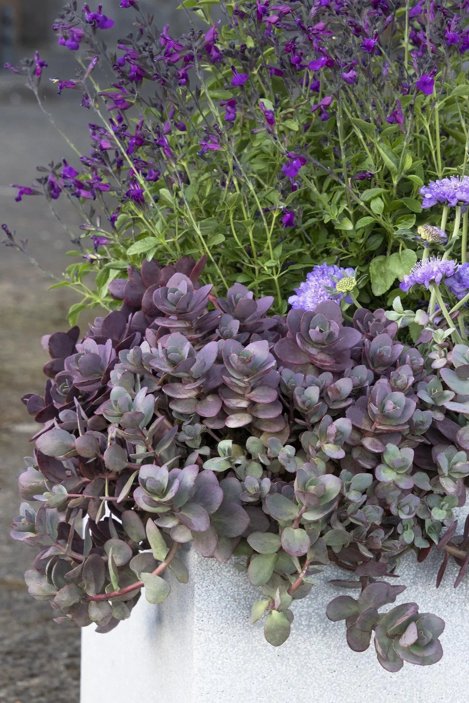 Sedum 'sunsparkler Firecracker' - View 7 from www redcrocus com