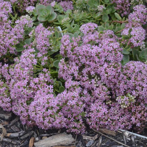 Sedum 'sunsparkler Lime Zinger' - View 10 from www redcrocus com