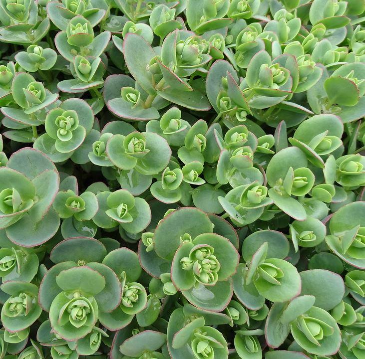 Sedum 'sunsparkler Lime Zinger' - View 12 from www redcrocus com