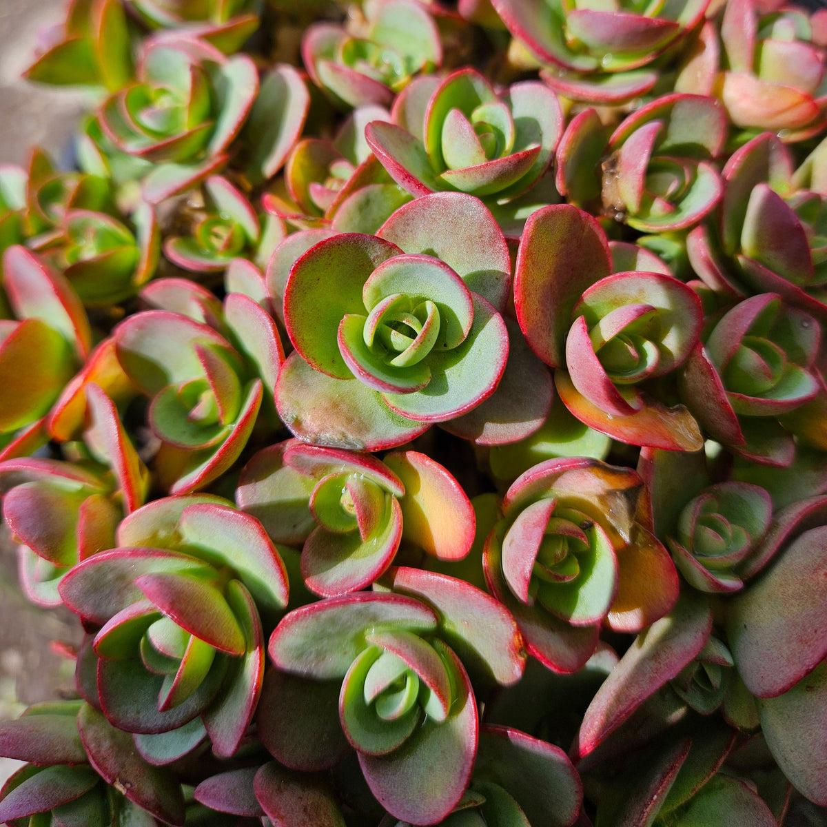 Sedum 'sunsparkler Lime Zinger' - View 13 from www redcrocus com
