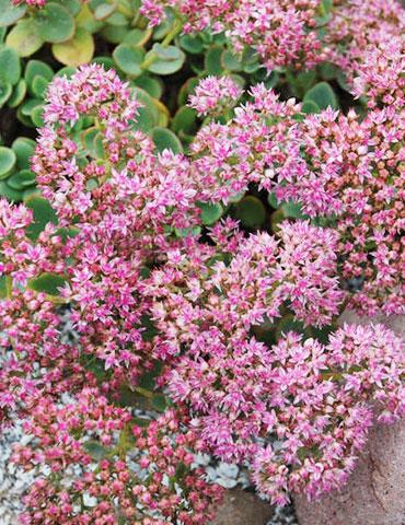 Sedum 'sunsparkler Lime Zinger' - View 14 from www redcrocus com