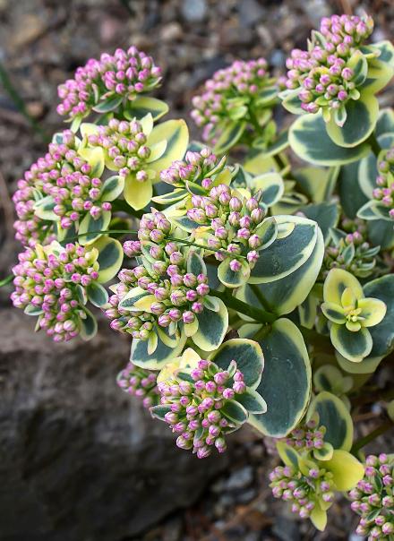 Sedum 'sunsparkler Lime Zinger' - View 15 from www redcrocus com