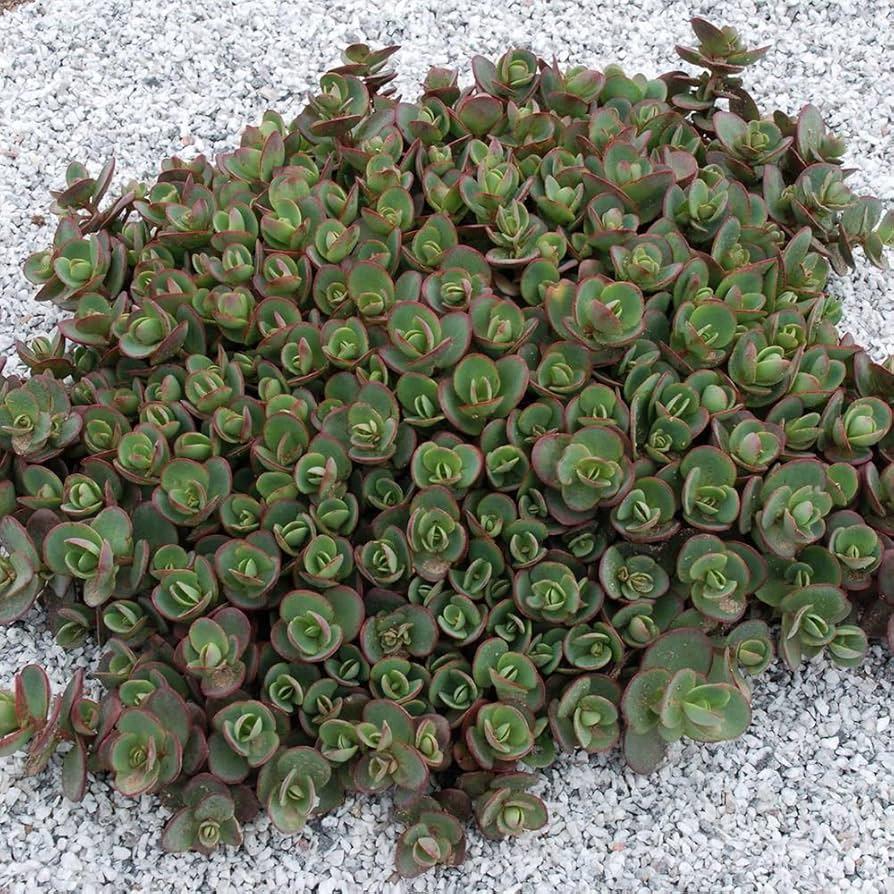 Sedum 'sunsparkler Lime Zinger' - View 16 from www redcrocus com