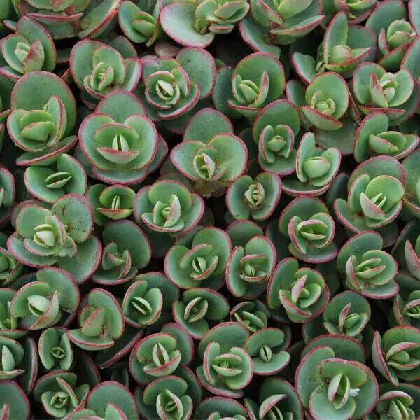 Sedum 'sunsparkler Lime Zinger' - View 18 from www redcrocus com