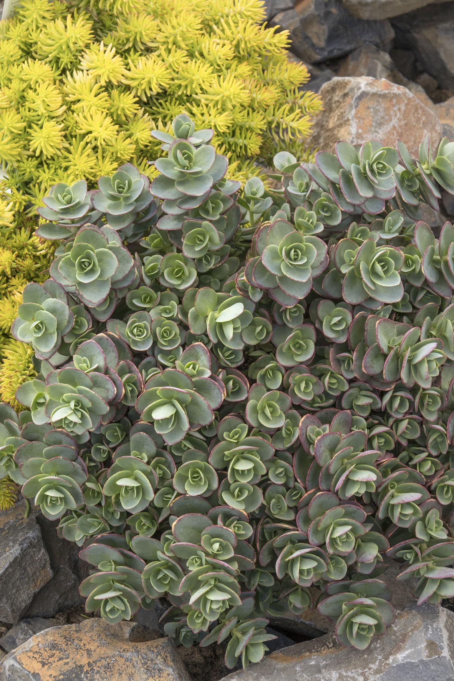 Sedum 'sunsparkler Lime Zinger' - View 19 from www redcrocus com