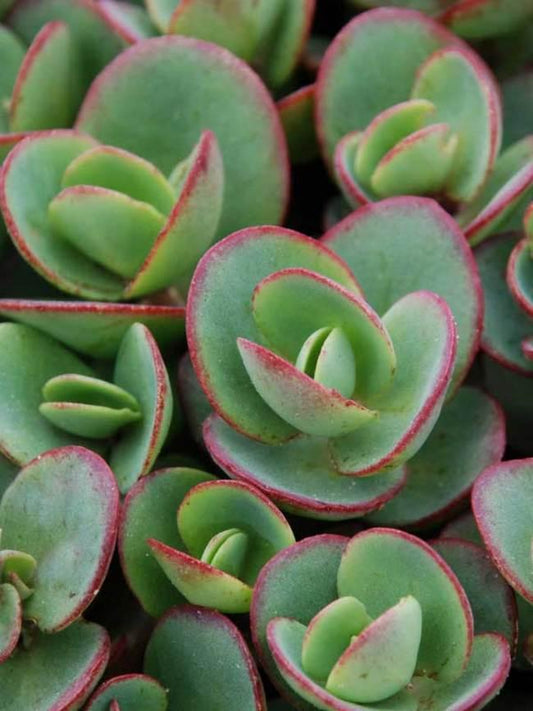 Sedum 'sunsparkler Lime Zinger' - View 1 from www redcrocus com