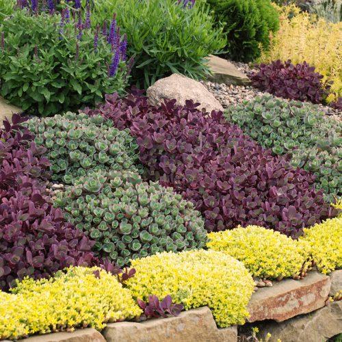 Sedum 'sunsparkler Lime Zinger' - View 20 from www redcrocus com