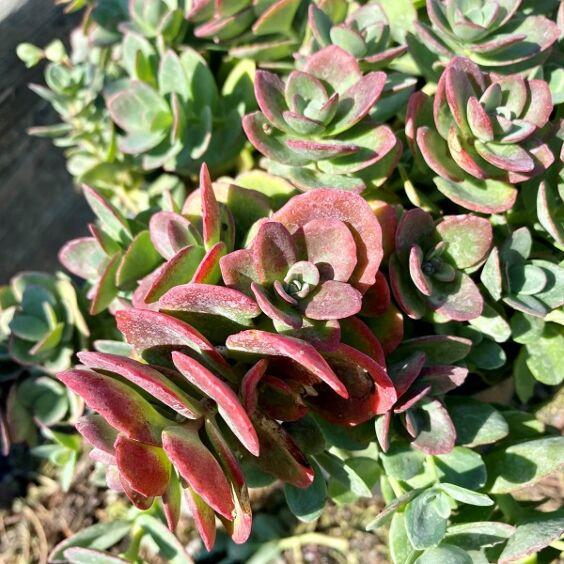 Sedum 'sunsparkler Lime Zinger' - View 3 from www redcrocus com