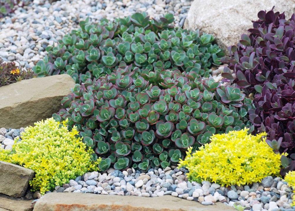 Sedum 'sunsparkler Lime Zinger' - View 4 from www redcrocus com
