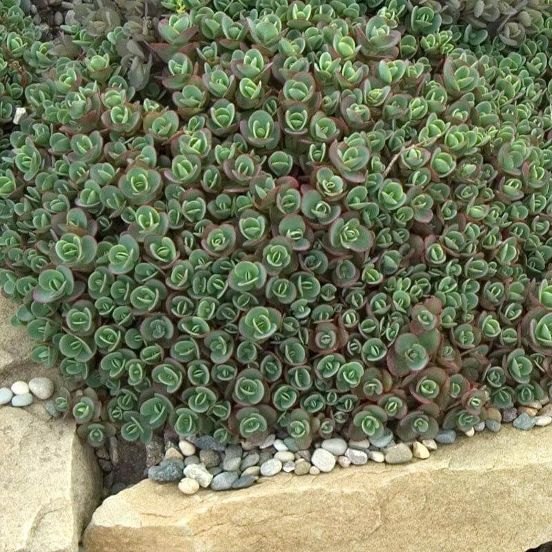 Sedum 'sunsparkler Lime Zinger' - View 7 from www redcrocus com