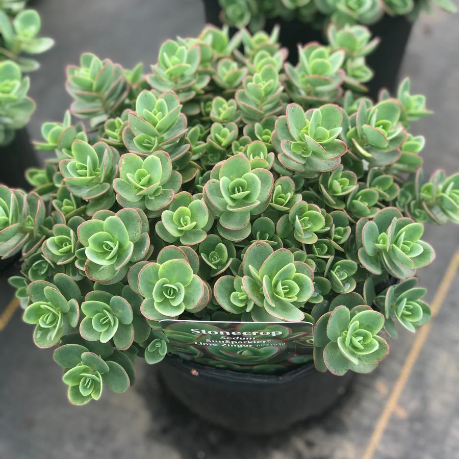 Sedum 'sunsparkler Lime Zinger' - View 8 from www redcrocus com