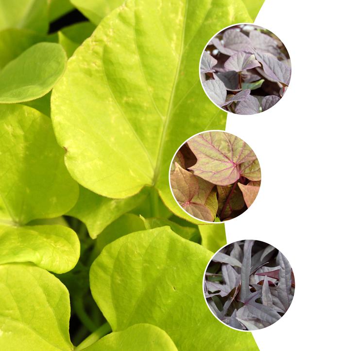 Ipomoea Assorted - View 11 from www redcrocus com