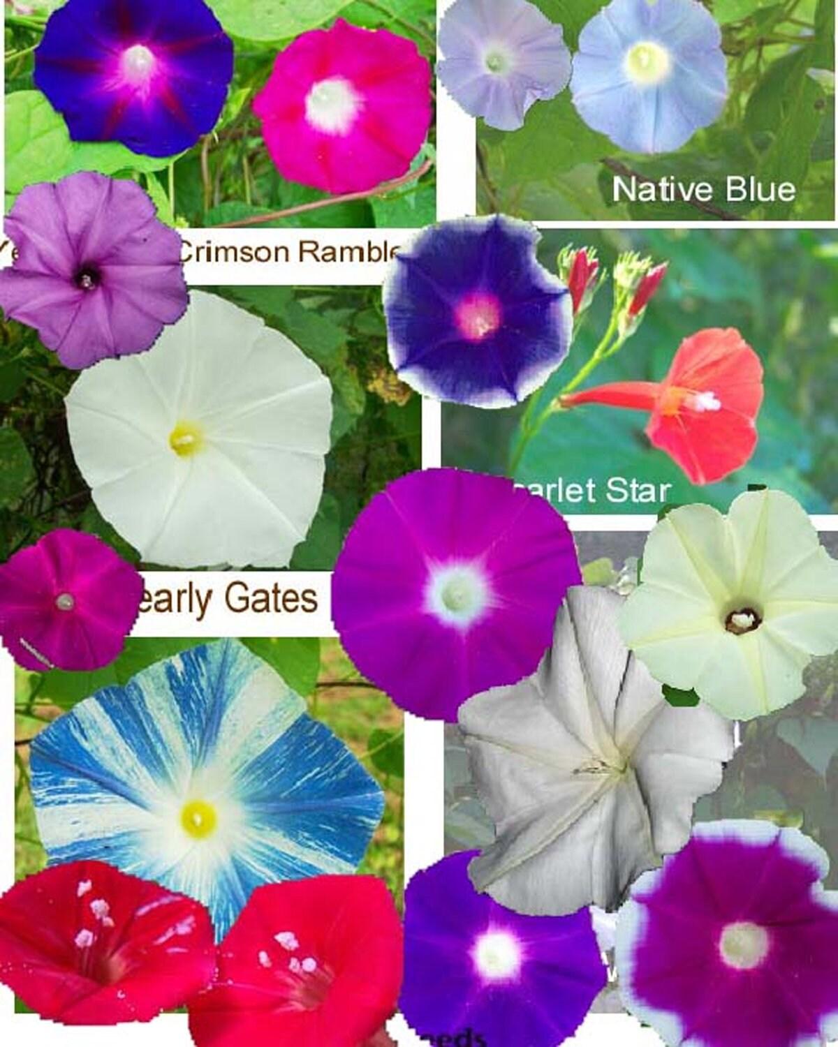 Ipomoea Assorted - View 14 from www redcrocus com