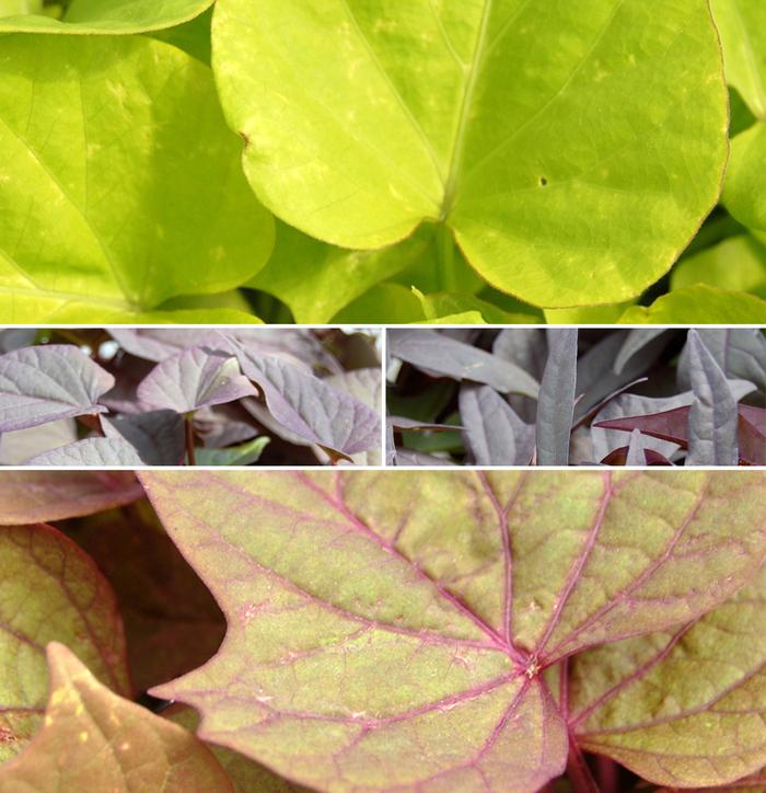 Ipomoea Assorted - View 15 from www redcrocus com