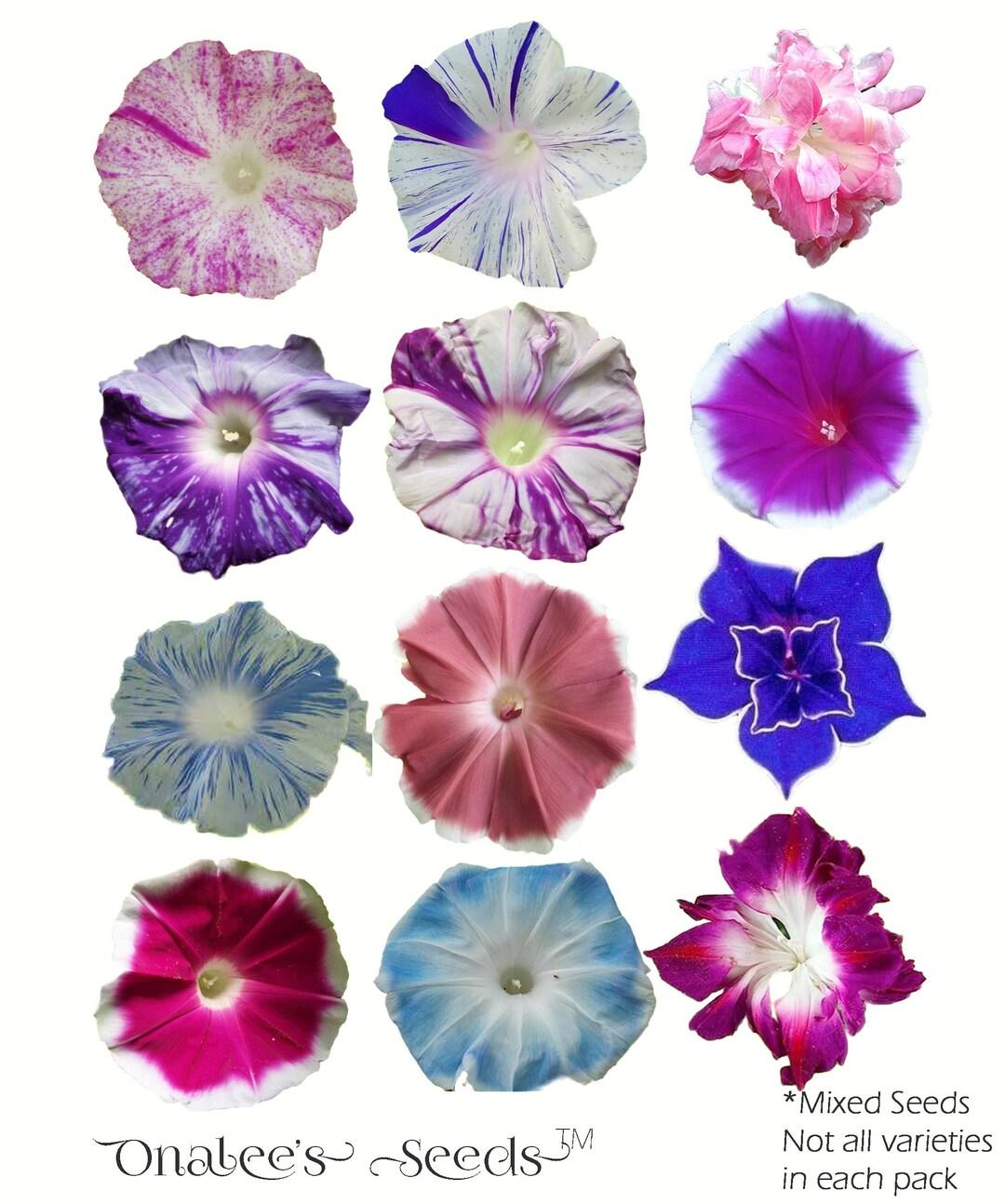 Ipomoea Assorted - View 2 from www redcrocus com