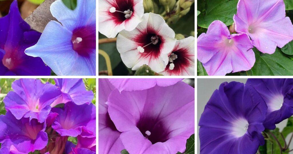 Ipomoea Assorted - View 3 from www redcrocus com