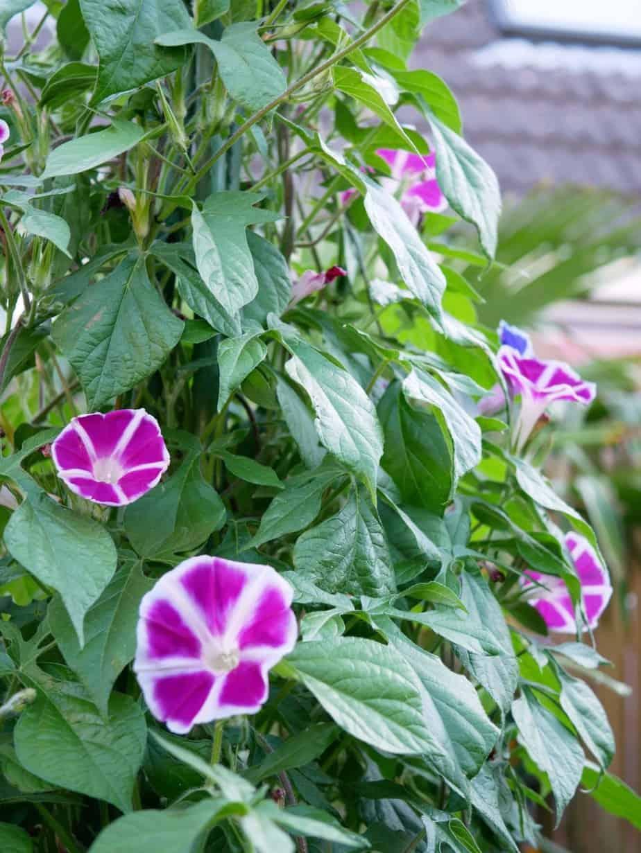 Ipomoea Assorted - View 4 from www redcrocus com