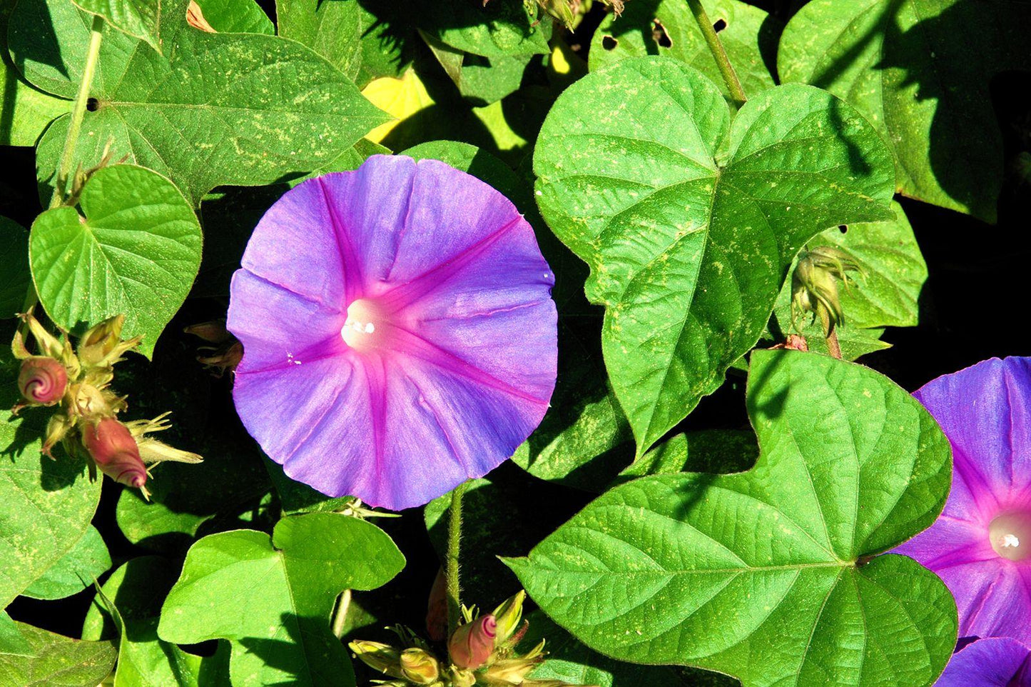 Ipomoea Assorted - View 7 from www redcrocus com