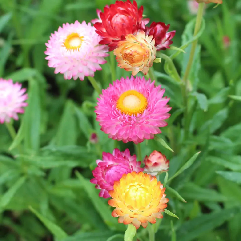Helichrysum Assorted - View 10 from www redcrocus com