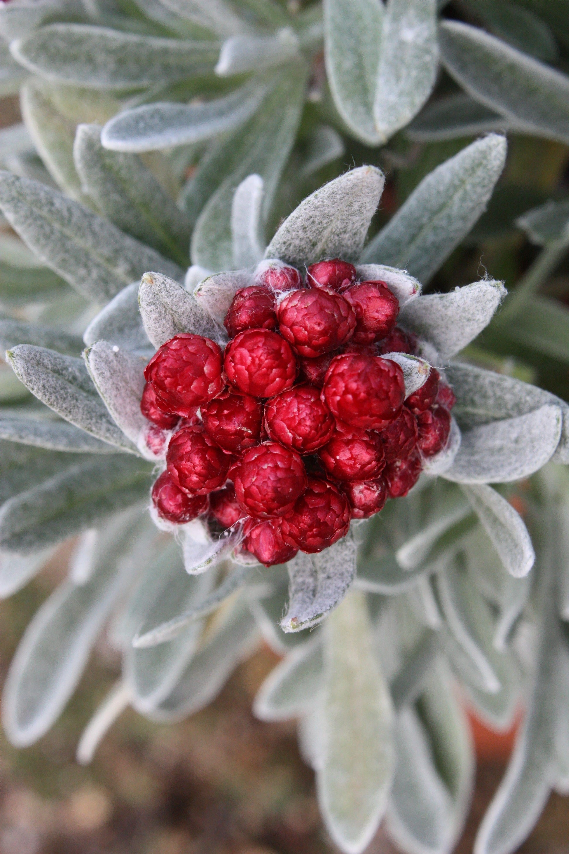 Helichrysum Assorted - View 11 from www redcrocus com