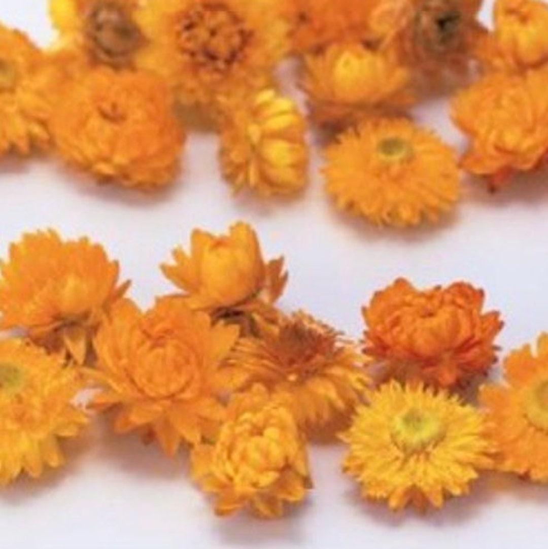 Helichrysum Assorted - View 13 from www redcrocus com