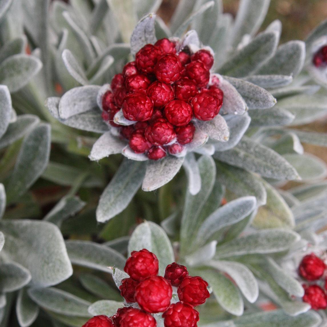 Helichrysum Assorted - View 14 from www redcrocus com