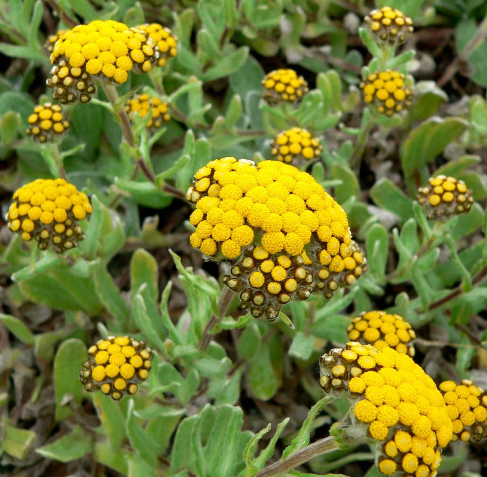 Helichrysum Assorted - View 15 from www redcrocus com