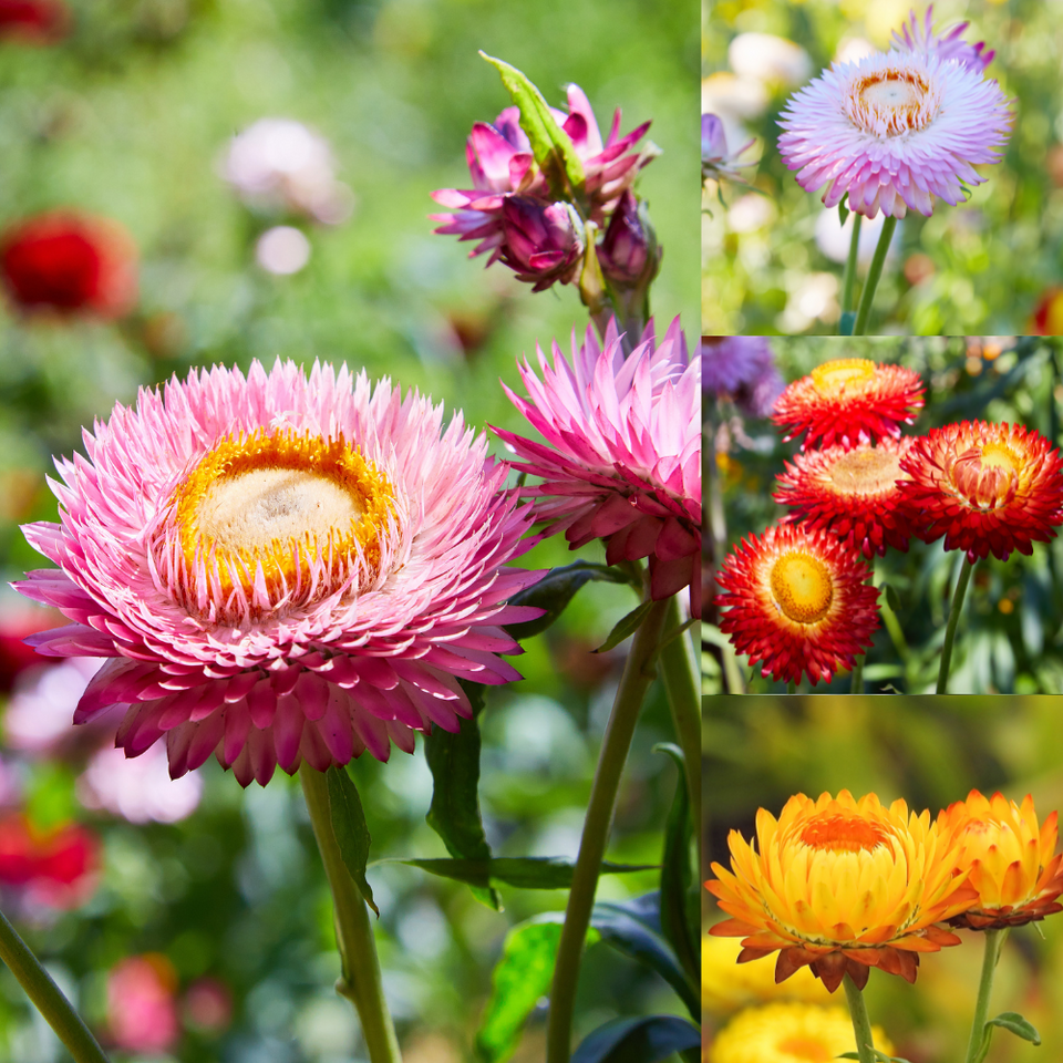 Helichrysum Assorted - View 16 from www redcrocus com