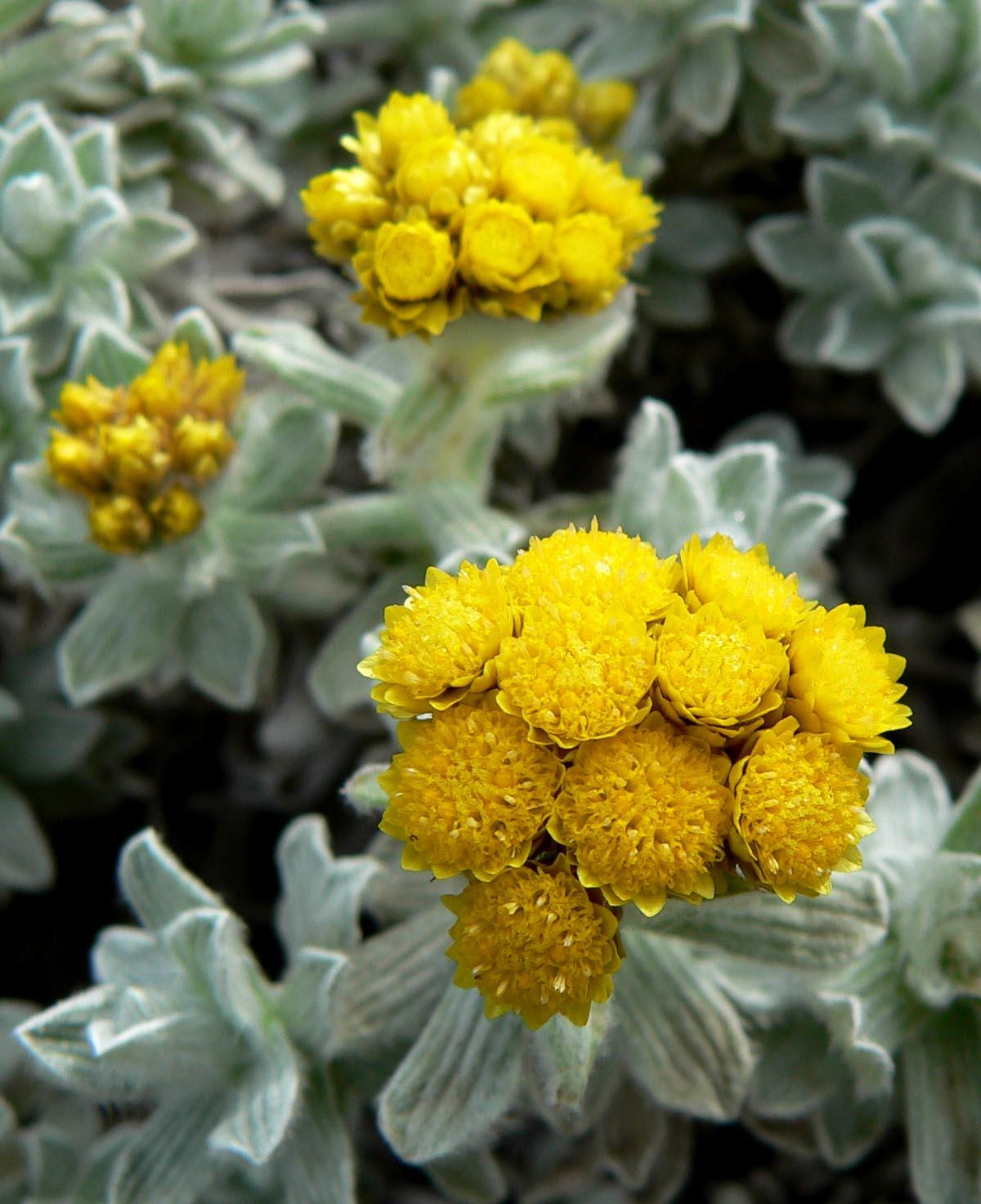 Helichrysum Assorted - View 17 from www redcrocus com
