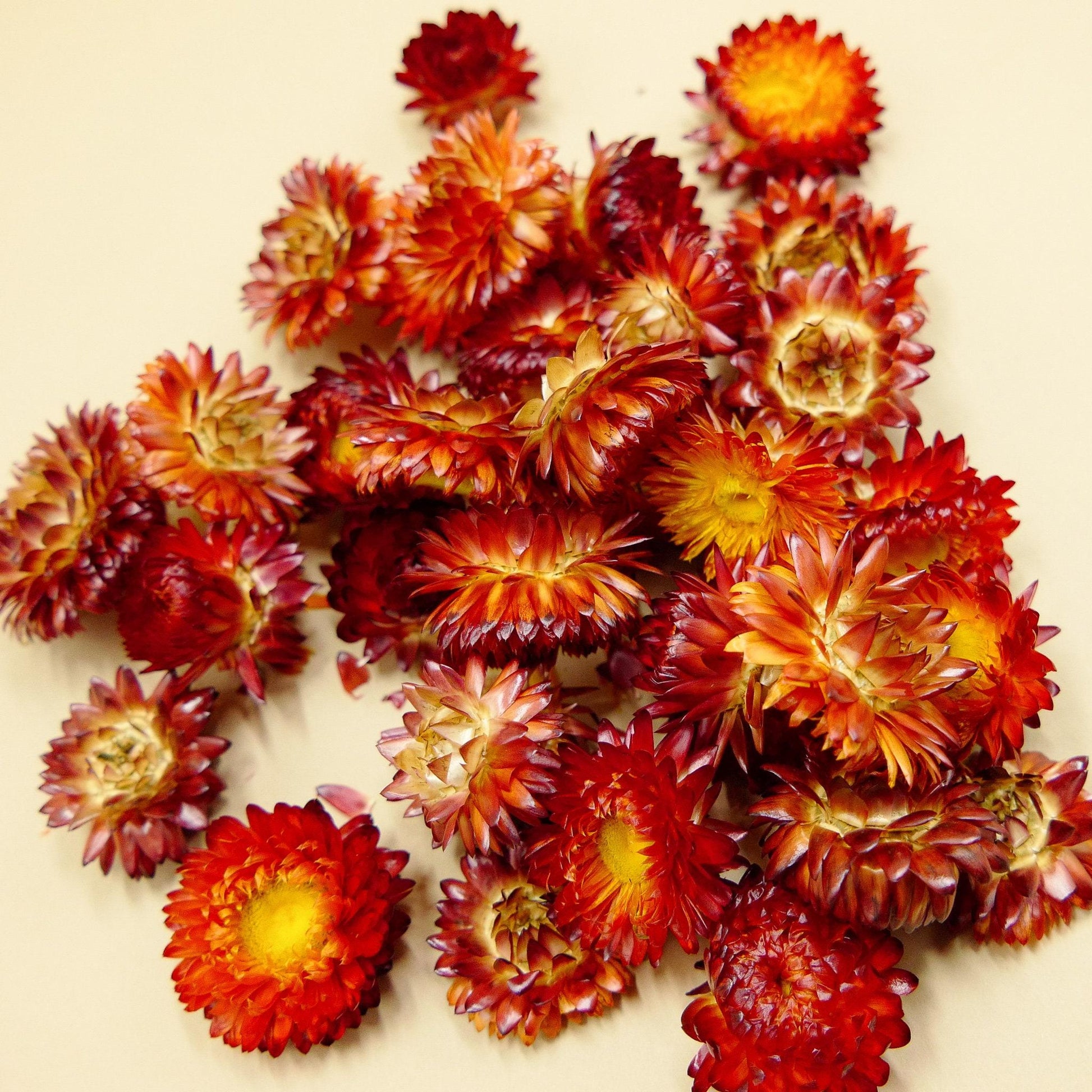 Helichrysum Assorted - View 1 from www redcrocus com